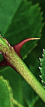 Aiguillons courbés.
© Jean-Luc GORREMANS, Jean PRIEUR