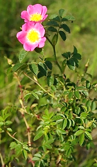 Inflorescences : fleurs solitaires ou en corymbes.
© Jean-Luc GORREMANS, Jean PRIEUR