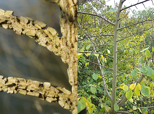Feuilles entières, alternes, ovales, vert foncé, souvent rudes au toucher.