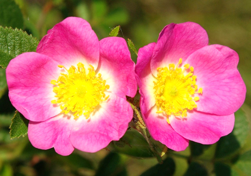 Fleurs hermaphrodites odorantes, à pétales rose vif, de 2 – 5 cm de diamètre. Pédicelles à glandes mélées de petits aiguillons droits (voir 7).
© Jean-Luc GORREMANS, Jean PRIEUR