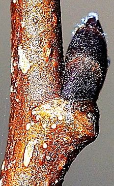 Limbe très variable, long de 4 – 10 cm, denté, plus ou moins luisant dessus, à court pétiole, plus ou moins asymétrique à la base (à droite).