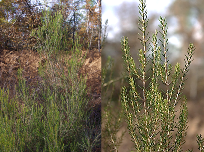 Arbrisseau (nanophanérophyte) à feuilles persistantes, haut de 1,5 – 2,5 m. Port dressé et ramifié (à droite).