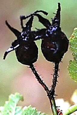 Faux-fruits (cynorhodons) à sépales persistant longtemps.
© Jean-Luc GORREMANS, Jean PRIEUR