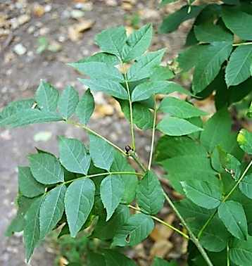 Grand arbre (macrophanérophyte) à feuilles caduques, haut de 25 – 30 m. Houppier ovoïde (à gauche) à arrondi (à droite).