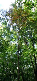 Arbuste (microphanérophyte) ou arbre (mésophanérophyte) à feuilles caduques, haut de 5 – 15 m.