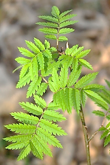 Feuilles alternes, composées, grandes (L: 10 – 20 cm).