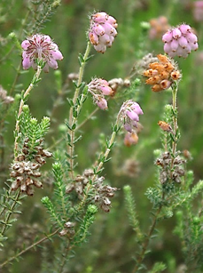 Sous-arbrisseau (chaméphyte frutescent) à feuilles persistantes, haut de 0,4 – 0,7 m.
© Jean-Luc TÉMOIN