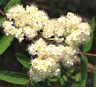 Inflorescences : corymbes terminaux bombés, denses, penchés à maturité.