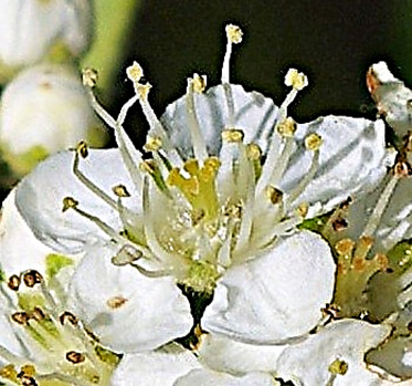 Fleurs hermaphrodites, régulières, à pétales blancs arrondis, longs de 4 – 6 mm. Environ vingt étamines et 3 – 4 styles.