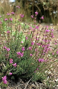 Sous-arbrisseau (chaméphyte frutescent) à feuilles persistantes, haut de 0,3 – 0,6 m. Tiges dressées ramifiées.