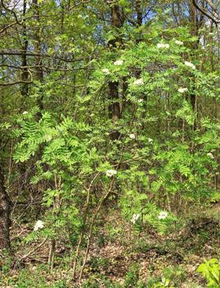 Jeune sorbier des oiseleurs en fleurs. Sorbier des oiseleurs planté dans un parc.