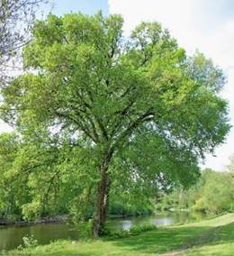 Arbre (mésophanérophyte) à feuilles caduques, atteignant 15 – 25 m de haut. Houppier étalé, peu dense.
