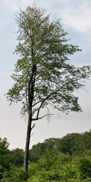 Arbuste (microphanérophyte) ou arbre (mésophanérophyte) à feuilles caduques, haut de 5 – 20 m. Tronc droit.
© Didier DESSEAUX, Jean-Luc TÉMOIN