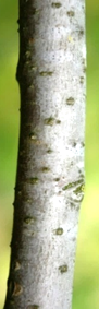 Écorce jeune lisse, à lenticelles.