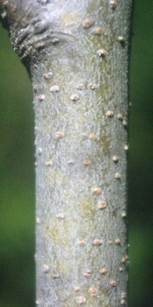 Écorce jeune grise, à lenticelles arrondies.
© Didier DESSEAUX, Jean-Luc TÉMOIN