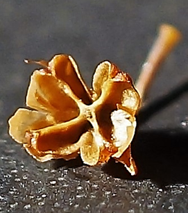 Inflorescences : grappes composées, allongées.