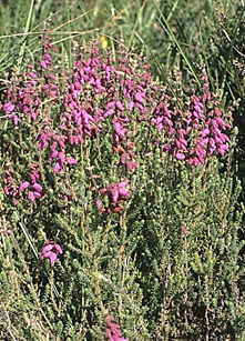 Sous-arbrisseau (chaméphyte frutescent) à feuilles persistantes, haut de 0,4 à 0,7 m. Tiges dressées.
© Jean-Luc TÉMOIN