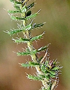 Feuilles ovales-lancéolées, verticillées par 3 – 4, entières et coriaces, longues de 2 – 3 mm, bordées de cils longs et raides, aiguës au sommet.
© Jean-Luc TÉMOIN