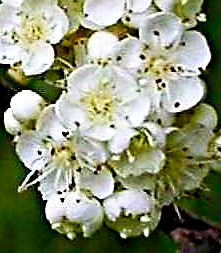 Fleurs hermaphrodites, blanches, régulières, un peu plus grandes que celles du Sorbier des oiseleurs (pétales longs de 5 – 7 mm).
© Didier DESSEAUX, Jean-Luc TÉMOIN