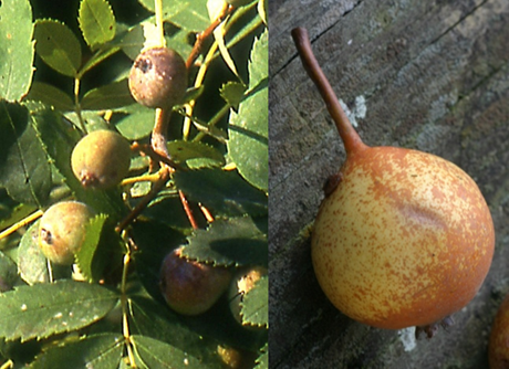 Fruits (cormes) en forme de petite poires, longues de 1,5 – 3 cm, brun jaunâtre à maturité.
© Didier DESSEAUX, Jean-Luc TÉMOIN