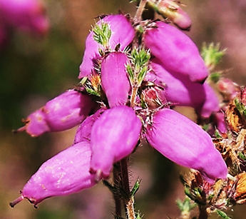 Fleurs hermaphrodites roses, à pétales soudés en un tube renflé à la base et légèrement courbé au sommet, long de 8 – 13 mm, à dents très courtes. Étamines incluses et style saillant.
© Jean-Luc TÉMOIN