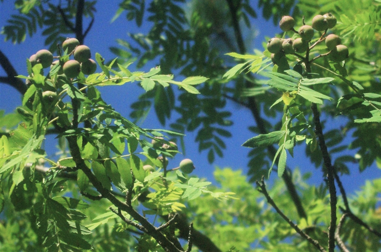 Sorbier domestique en fruits.
© Didier DESSEAUX, Jean-Luc TÉMOIN