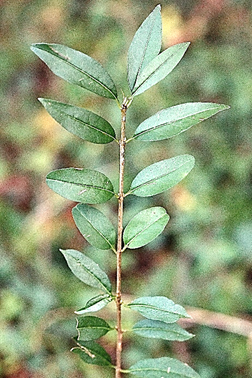 Arbrisseau (microphanérophyte) à feuilles semi-persistantes (= en partie persistantes pendant l’hiver), haut de 2 – 3 m. Port dressé ou couché (en situation ombragée).