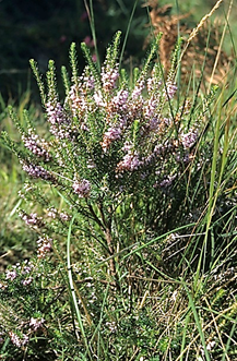 Sous-arbrisseau (chaméphyte frutescent) à feuilles persistantes, haut de 0,4 – 0,8 m. Tiges couchées puis dressées.