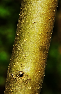 Limbe un peu épais, glabre, long de 2 – 6 cm, luisant à la face supérieure. Court pétiole.