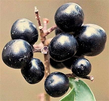 Fruits pouvant persister sur l’arbrisseau jusqu’au printemps suivant.