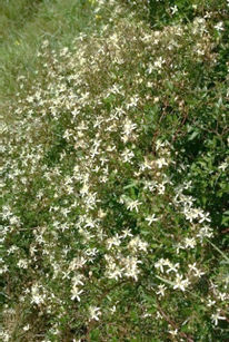 Liane ligneuse (phanérophyte lianescent) rampante ou gimpante, à feuilles caduques (tout au moins dans notre région), atteignant 2 – 5 m.