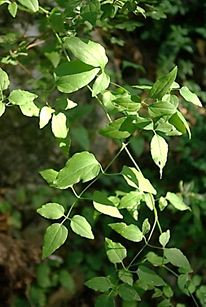 Feuilles opposées, composées-imparipennées à 3 – 7 folioles.