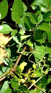 Pétiole volubile.