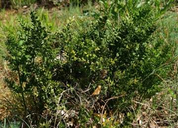 Arbrisseau (nanophanérophyte) à «feuilles» persistantes, haut de 0,5 – 0,9 m, en touffe dressée très ramifiée.