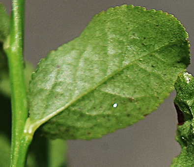 Sous-arbrisseau (chaméphyte frutescent) à feuilles caduques, haut de 0,3 – 0,6 m, à nombreuses tiges dressées et rameuses.