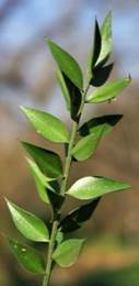 Rameaux aplatis transformés en fausses feuilles (appelées cladodes), alternes.