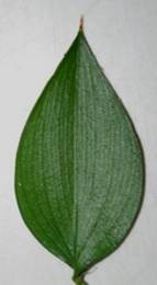 Cladodes petits (L: 2 – 3,5 cm), vert foncé, sessiles, ovales lancéolés, tordus à la base, rigides et très piquants.