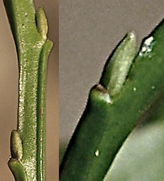 Limbe ovale, denticulé, long de 1,5 – 2 cm, glabre, vert vif, luisant, presque sessile.