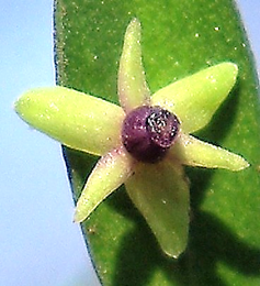Plante dioïque. Fleurs femelles (Ø: 5 mm), à six tépales (trois grands et trois petits) verdâtres, ovaire libre violet.