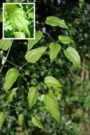 Limbe à nombre impair de folioles (3 – 5) ovales-aiguës, longues de 3 – 10 cm, entières à plus ou moins crénelées (surtout dans le bas de la plante - encadré), un peu en cœur à la base, longuement pétiolulées.
