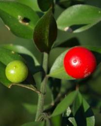 Fruits : baies globuleuses (Ø: 1 cm), rouges à maturité.