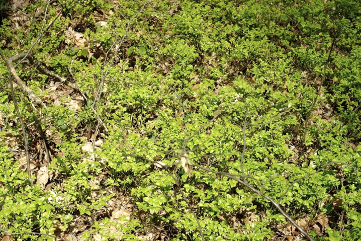 Population de Myrtille (forêt de Bois d’Arcy - Yvelines).