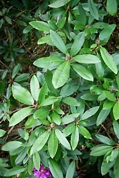 Feuilles entières, alternes, oblongues, coriaces, longues de 12 – 18 cm, vert foncé et brillantes dessus.