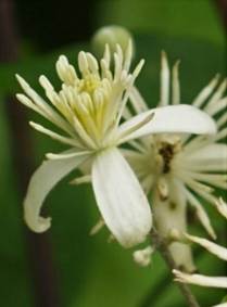 Inflorescences : cymes bipares latérales et terminales, à l’aisselle des feuilles.