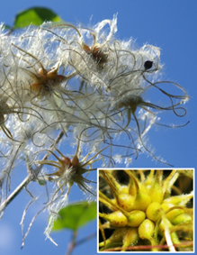 Fleurs hermaphrodites régulières à 4 – 5 tépales blanc verdâtre, longs de 10 – 12 mm, velus sur les deux faces, rabattus à leur extrêmité, caducs. Nombreux carpelles accrescents.