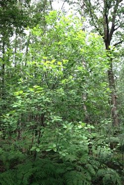 Arbuste (microphanérophyte) à feuilles caduques, haut de 1,5 – 4 m.
© Jean PRIEUR