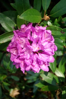 Inflorescences : grappes condensées, à l’extrémité des rameaux, composées d’une quinzaine de fleurs.