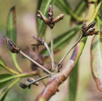 Fruits : capsules ligneuses, marron.