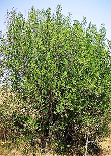 Arbuste (microphanérophyte) à feuilles persistantes, haut de 1,5 – 3 m.