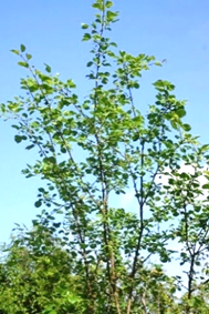 Arbrisseau (microphanérophyte) à feuilles caduques, haut de 2 – 4 m.
